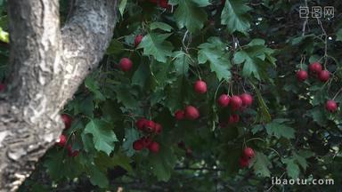 4K山楂树木果树果实成熟红果